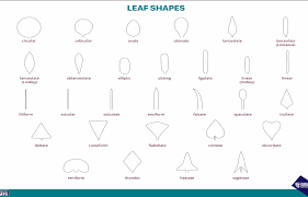 Image result for leaf shape obovate