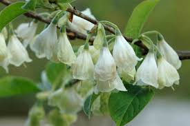 Image result for Halesia