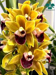 Cymbidium Mem Amelia Earhart Orchideen Garten Orchideen Gewachs