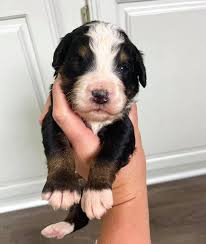 Learn more about adopting a skyview paws mini bernedoodle once you have adopted one of our mini bernedoodle puppies, we will provide you with information on caring for your new family member at home, and we. Leanna S Bernedoodles Facebook