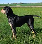 Image result for malý modrý gaskoňský honič