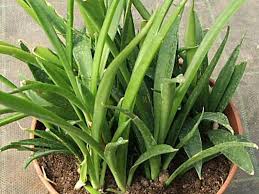 Image result for Sansevieria dooneri