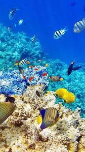 Maybe you would like to learn more about one of these? Top 10 Best Things To Do In Hurghada Ó 2020 Travel Guide Beautiful Sea Creatures Ocean Creatures Ocean Animals