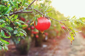Tree is a about 4 foot tall or so. Pomegranate Trees Best Varieties Growing Guide Care Problems And Harvest