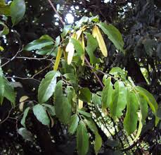 Image result for Ventilago