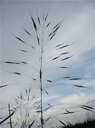 Image result for Chrysopogon