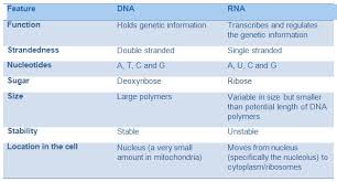Nucleic Acids Dna And Rna A Level Biology Revision Notes