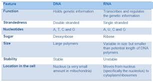 nucleic acids dna and rna a level biology revision notes