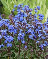 Image result for Anchusa capensis