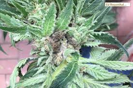 Is mold on flowers dangerous. The Dangers Of Microbial Contaminants In Cannabis And How To Prevent Mold And Mildew Ed Rosenthal