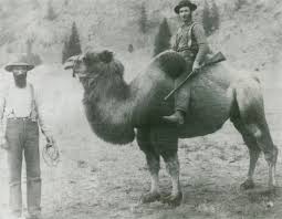 Camel meat is eaten in the middle east and parts of africa. Camels Were Once Used To Help In B C S Gold Rush Infonews Thompson Okanagan S News Source