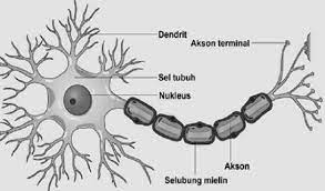 Komponen utama dalam sistem saraf adalah neuron dan saraf, yang memainkan peranan penting dalam koordinasi. Jaringan Saraf Pengertian Struktur Ciri Jenis Fungsi Dan Gambarnya Teks Co Id