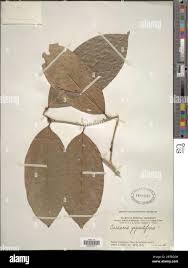 Image result for Casearia gladiiformis