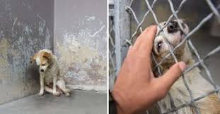 Um cachorrinho deprimido em um abrigo mal consegue levantar a cabeça para implorar por amor