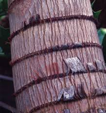 Image result for Rytigynia lewisii