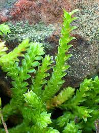 Image result for Selaginella mittenii