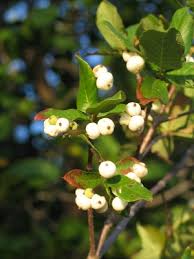 Image result for Guettarda