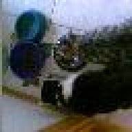 In den meisten fällen stammt das blut in diesem fall aus den vorderen teilbereichen des verdauungstrakts der katze. Blut Im Stuhl