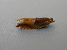 Image result for Telechrysis tripuncta