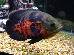 Bagi sebagian orang, budidaya ternak ikan hias air tawar bisa menjadi salah satu hobi yang menyenangkan. 11 Jenis Ikan Hias Air Tawar Yang Mudah Dipelihara Bukareview