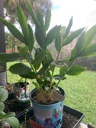 Image result for Aframomum mala