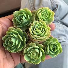 Any ideas what kind of cactus will grow fast and large and will grow indoors in the 6a zone. Ae C Garden Succulent E Æ' On Instagram Planting Succulents Succulents Cacti And Succulents