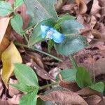 Image result for Commelina latifolia