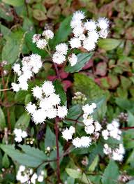 Image result for Ageratum conyzoides