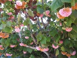 Image result for Dombeya shupangae