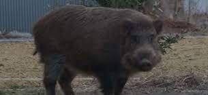 Cele mai noi știri despre porc mistret. Informatii Despre Porcul Mistret Salbatic Sus Scrofa Blog Pestcontrol Expert
