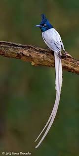Paradise Flycatcher Colorful Birds Animals Beautiful Beautiful Birds