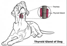 If your dog has developed a lump or mass, you should take him to the vet, who will likely perform a biopsy. Thyroid Cancer In Dogs Petcure Oncology