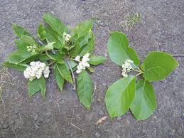Image result for Ehretia obtusifolia