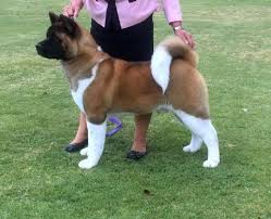 Some akitas can be even larger, reaching up to 32 inches in height and 160 pounds in weight. Kaisho Akita S