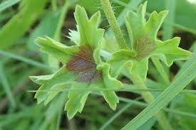 Image result for Pelargonium alchemilloides