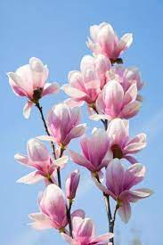Good To Grow Magnolia 360 Magnolia Flower Botanical Flowers Beautiful Flowers