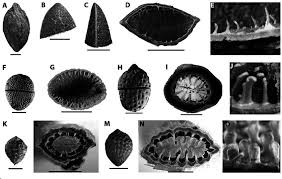 Image result for Pyrenacantha