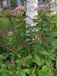 Image result for Persicaria