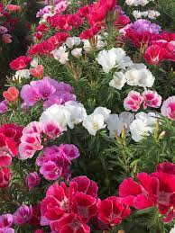 Shot On Iphone 6 Clarkia Amoena Beautiful Rose Flowers Beautiful Flowers Flowers Nature
