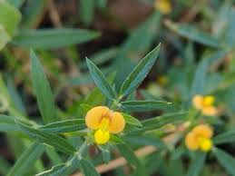 Image result for Stylosanthes