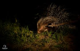 Don't move fast around a porcupine. The Porcupine Kapama Blog