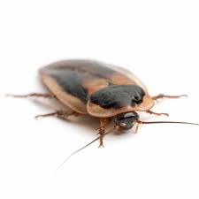 Thankfully, the best companies for pest control in kuala lumpur can save you.whether you're dealing with rats, cockroaches, termites, bedbugs, or other pesky insects, there's no need to worry. Los Angeles County Eagleshield Pest Control