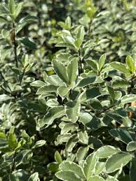 Image result for Pittosporum tenuifolium