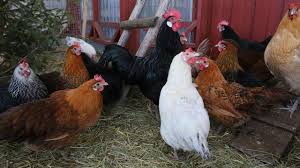 Nd is caused by the newcastle disease virus (ndv), also referred to as avian paramyxovirus (apmv). Virulent Newcastle Disease Vnd Animal Health Topics School Of Veterinary Medicine