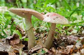 Attenzione, però, perché non tutti i funghi sono commestibili: Quali Sono I Funghi Commestibili Non Sprecare