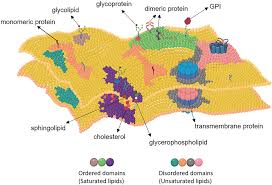 Đôi nét về sản phẩm crest whitestrips supreme professional whitening: Frontiers Regulation Of Wnt Signaling Pathways At The Plasma Membrane And Their Misregulation In Cancer Cell And Developmental Biology