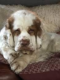 Pin By Karen Norton On Animals Of All Kinds Clumber Spaniel I Love Dogs Cute Dogs