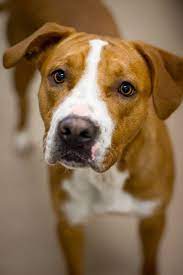 Lani Capital Humane Society Cute Dogs I Love Dogs Old Dogs