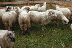 Cat este subventia pe cap de oaie 2016. Cresterea Ovinelor Lumea Satului