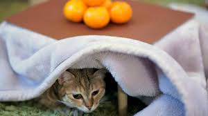 They can be cut, peeled and placed tightly in cans full of plain water, their own juice, or sugar syrup. Cat Under The Kotatsu Wakayama Chicken Meat Seller Runs Fruity Campaign To Help Felines The Japan Times